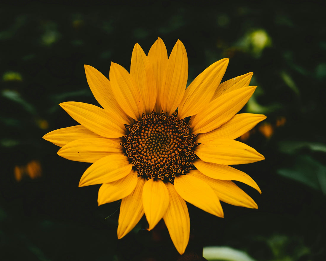 The Language of Flowers